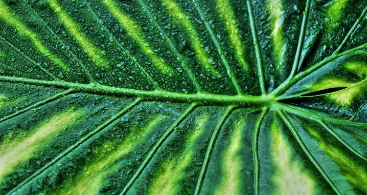 découvrez les plantes sédatives, leurs propriétés apaisantes et comment elles peuvent favoriser un sommeil réparateur et une relaxation naturelle. explorez notre guide sur ces trésors de la nature pour améliorer votre bien-être.